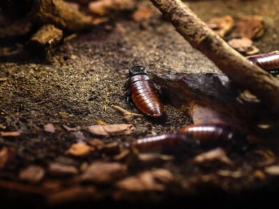 imgi_9_madagascar-hissing-cockroach-gromphadorhina-porte-2025-03-25-03-01-24-utc-min-scaled-400x300